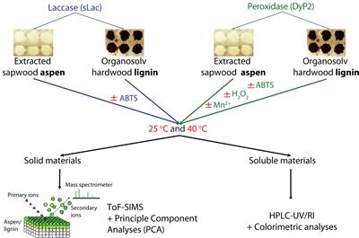 The Comparative Abilities of a Small Laccase and a Dye-Decoloring Peroxidase From the Same Bacterium to Transform Natural and Technical Lignins